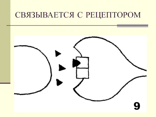 СВЯЗЫВАЕТСЯ С РЕЦЕПТОРОМ 9