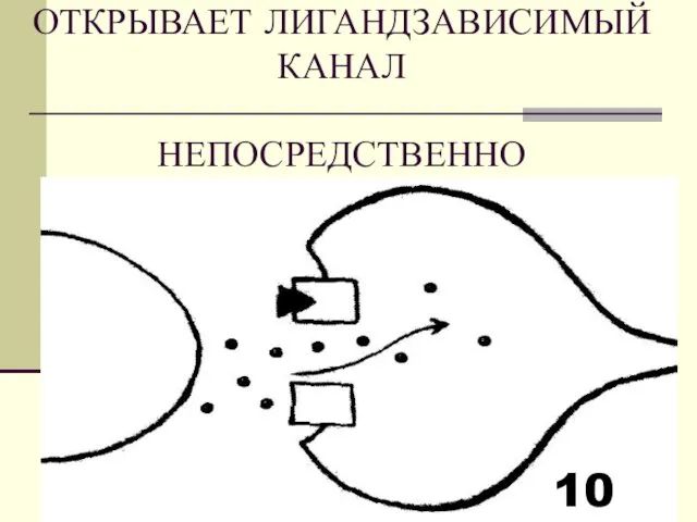 ОТКРЫВАЕТ ЛИГАНДЗАВИСИМЫЙ КАНАЛ НЕПОСРЕДСТВЕННО 10