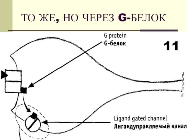 ТО ЖЕ, НО ЧЕРЕЗ G-БЕЛОК 11