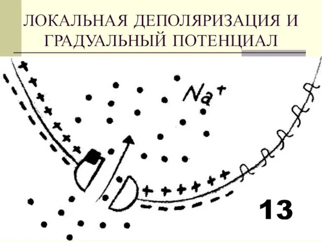 ЛОКАЛЬНАЯ ДЕПОЛЯРИЗАЦИЯ И ГРАДУАЛЬНЫЙ ПОТЕНЦИАЛ 13