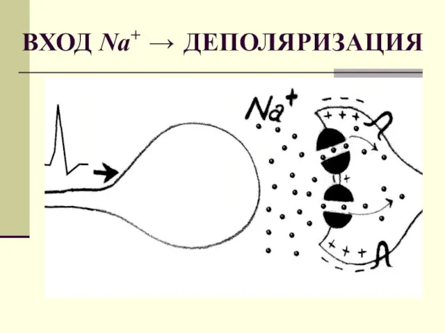 ВХОД Na+ → ДЕПОЛЯРИЗАЦИЯ