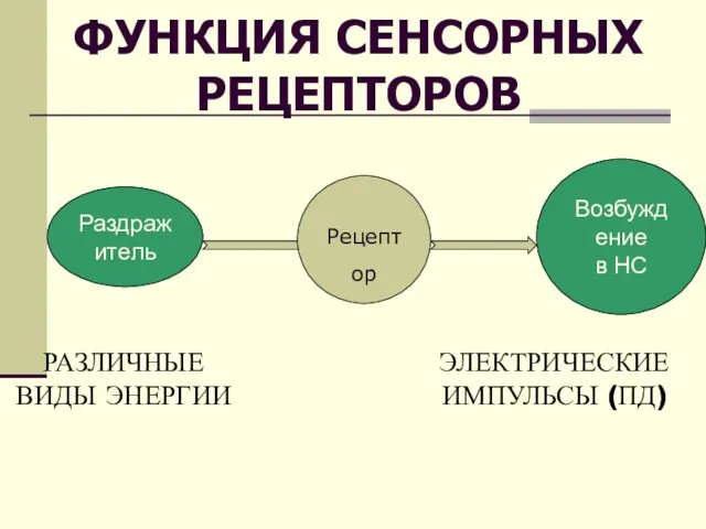 ФУНКЦИЯ СЕНСОРНЫХ РЕЦЕПТОРОВ Раздражитель Возбуждение в НС Рецептор РАЗЛИЧНЫЕ ВИДЫ ЭНЕРГИИ ЭЛЕКТРИЧЕСКИЕ ИМПУЛЬСЫ (ПД)