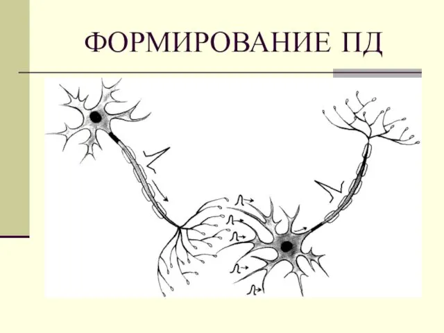 ФОРМИРОВАНИЕ ПД