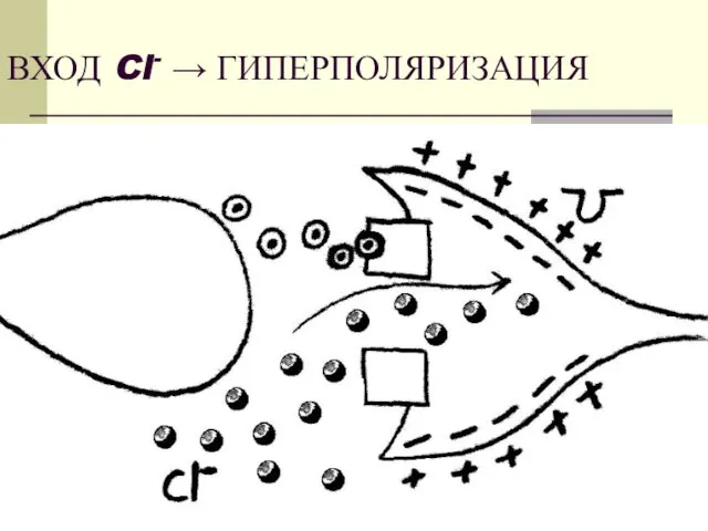 ВХОД Cl- → ГИПЕРПОЛЯРИЗАЦИЯ