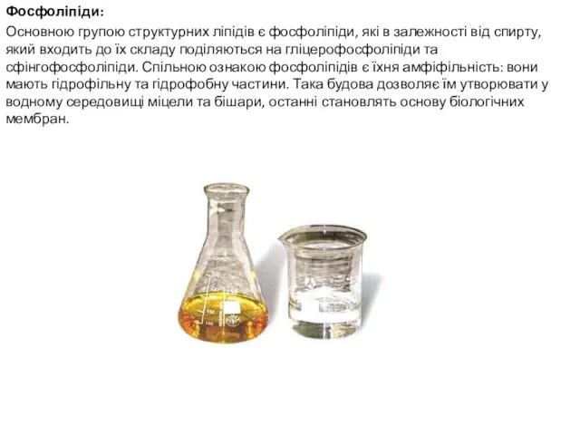 Фосфоліпіди: Основною групою структурних ліпідів є фосфоліпіди, які в залежності від