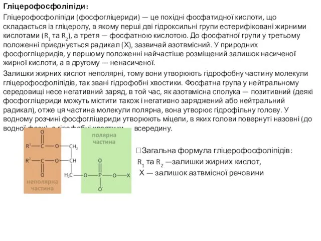 Гліцерофосфоліпіди: Гліцерофосфоліпіди (фосфогліцериди) — це похідні фосфатидної кислоти, що складається із