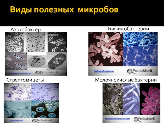 Виды полезных микробов Азотобактер Бифидобактерии Молочнокислые бактерии Стрептомицеты