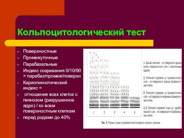 Кольпоцитологический тест Поверхностные Промежуточные Парабазальные Индекс созревания 0/10/90 = парабаз/промеж/поверхн Кариопикнотический