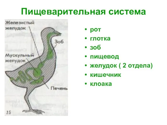 Пищеварительная система рот глотка зоб пищевод желудок ( 2 отдела) кишечник клоака