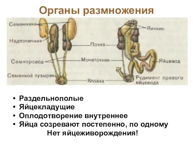 Органы размножения Раздельнополые Яйцекладущие Оплодотворение внутреннее Яйца созревают постепенно, по одному Нет яйцеживорождения!