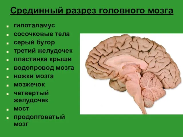 Срединный разрез головного мозга гипоталамус сосочковые тела серый бугор третий желудочек