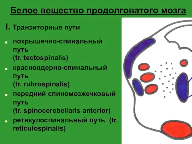 Белое вещество продолговатого мозга I. Транзиторные пути покрышечно-спинальный путь (tr. tectospinalis)