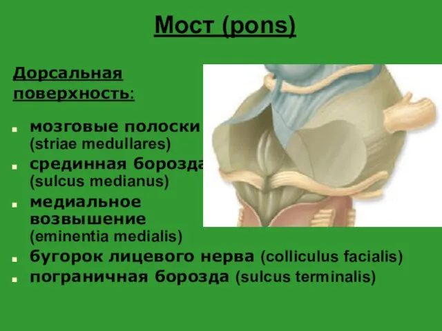 Мост (pons) Дорсальная поверхность: мозговые полоски (striae medullares) срединная борозда (sulcus