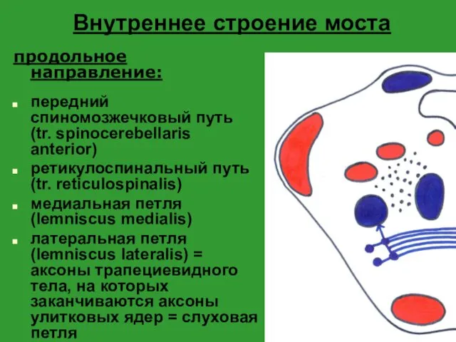 Внутреннее строение моста продольное направление: передний спиномозжечковый путь (tr. spinocerebellaris anterior)