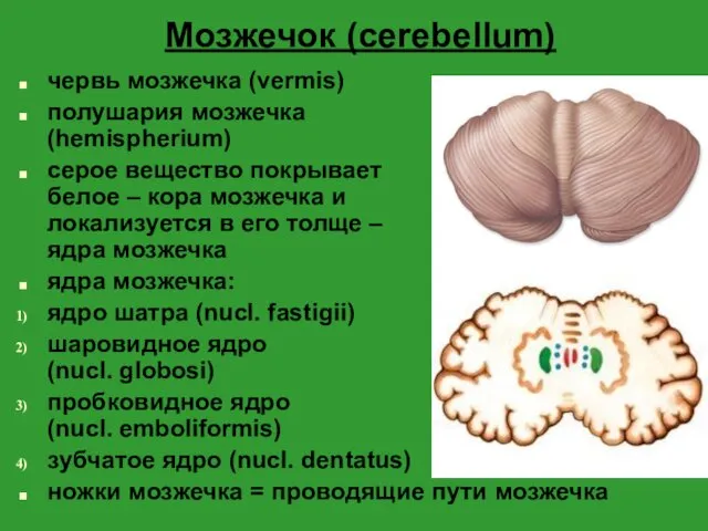 Мозжечок (cerebellum) червь мозжечка (vermis) полушария мозжечка (hemispherium) серое вещество покрывает