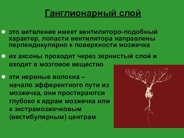 Ганглионарный слой это ветвление имеет вентиляторо-подобный характер, лопасти вентилятора направлены перпендикулярно