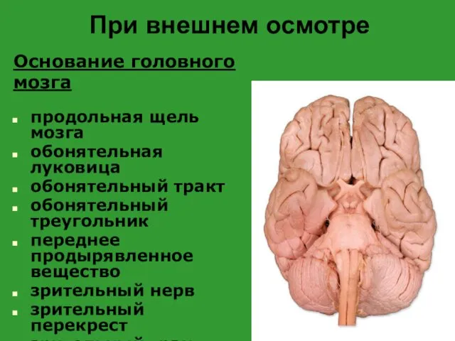 При внешнем осмотре Основание головного мозга продольная щель мозга обонятельная луковица