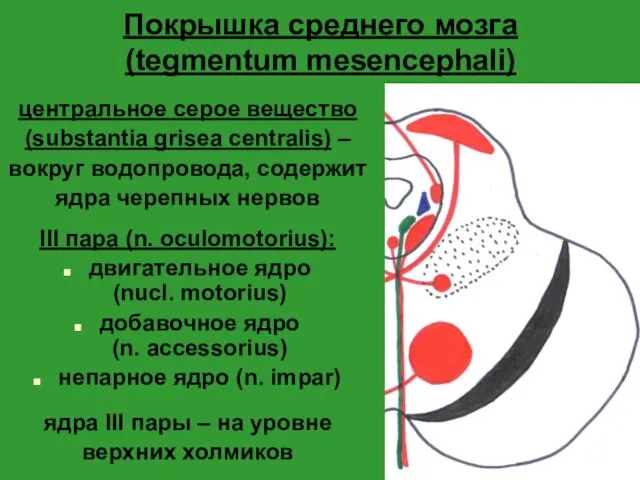 Покрышка среднего мозга (tegmentum mesencephali) центральное серое вещество (substantia grisea centralis)