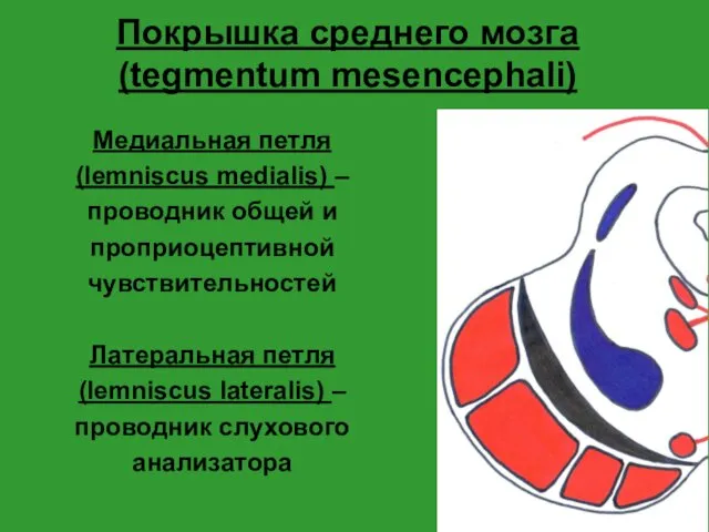 Покрышка среднего мозга (tegmentum mesencephali) Медиальная петля (lemniscus medialis) – проводник