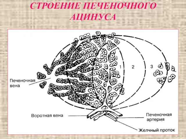 СТРОЕНИЕ ПЕЧЕНОЧНОГО АЦИНУСА