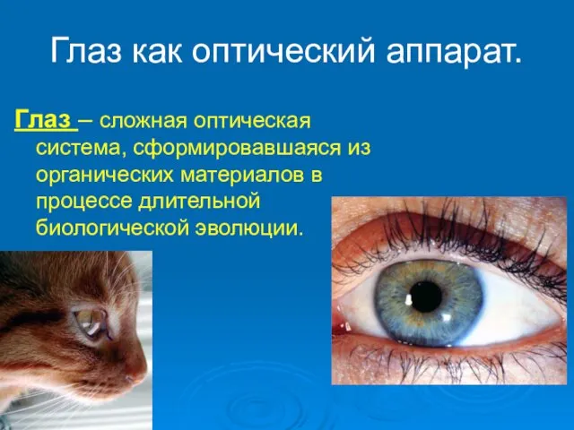 Глаз как оптический аппарат. Глаз – сложная оптическая система, сформировавшаяся из