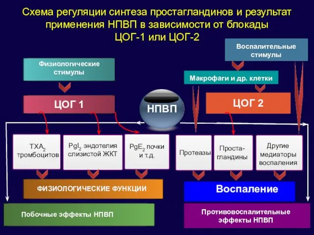 Схема регуляции синтеза простагландинов и результат применения НПВП в зависимости от