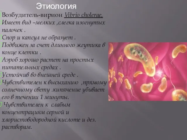 Возбудитель-вирион Vibrio cholerae, Имеет вид –мелких ,слегка изогнутых палочек . Спор