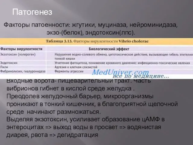 Входные ворота- пищеварительный тракт. Часть вибрионов гибнет в кислой среде желудка