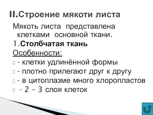 Мякоть листа представлена клетками основной ткани. 1.Столбчатая ткань Особенности: - клетки