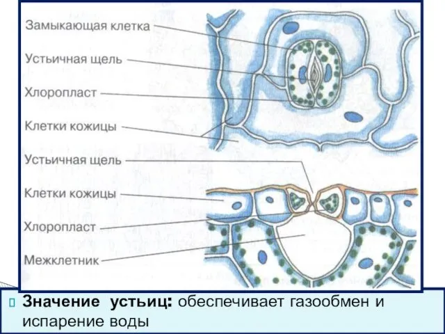 Значение устьиц: обеспечивает газообмен и испарение воды I.Строение кожицы листа – устьица с. 117