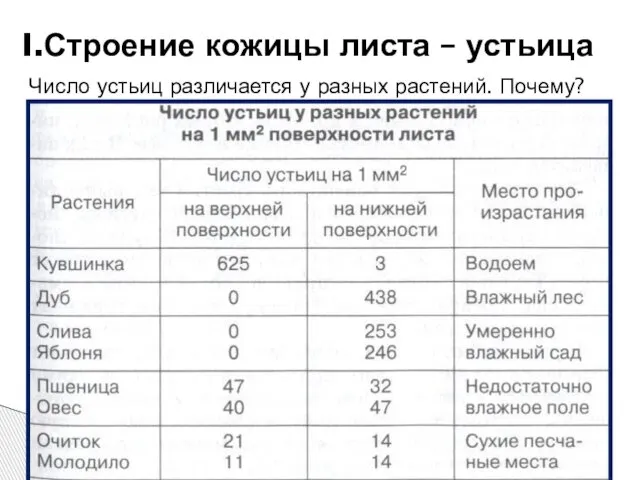 Число устьиц различается у разных растений. Почему? I.Строение кожицы листа – устьица