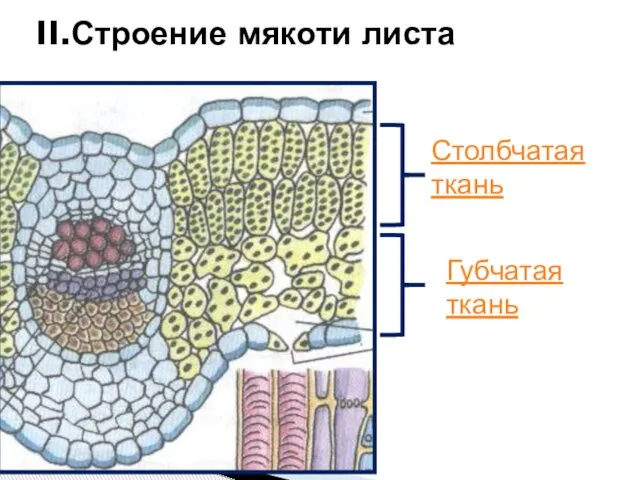 II.Строение мякоти листа Столбчатая ткань Губчатая ткань