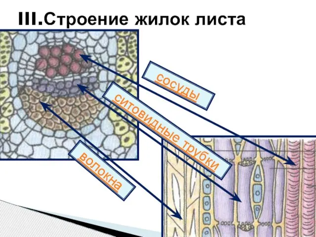 III.Строение жилок листа волокна сосуды ситовидные трубки