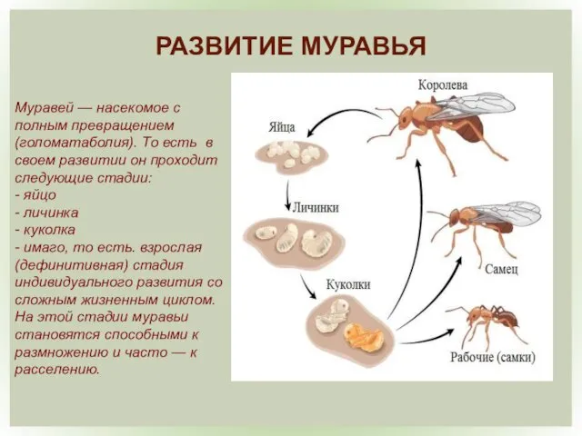 РАЗВИТИЕ МУРАВЬЯ Муравей — насекомое с полным превращением (голоматаболия). То есть