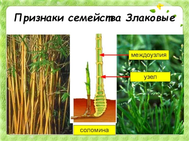 Признаки семейства Злаковые соломина