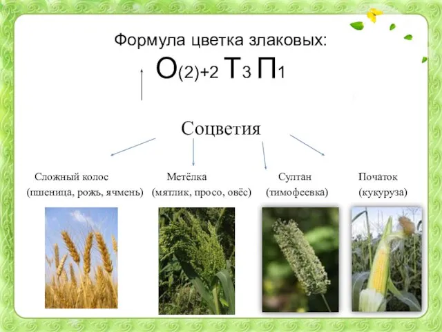 Формула цветка злаковых: О(2)+2 Т3 П1 Соцветия Сложный колос Метёлка Султан