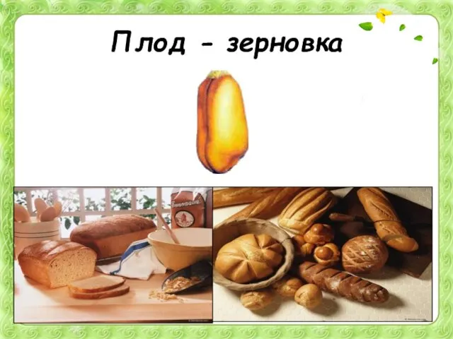 Плод - зерновка