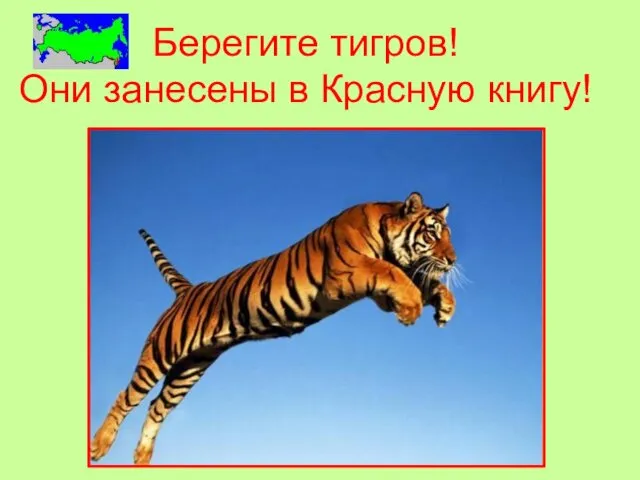 Берегите тигров! Они занесены в Красную книгу!