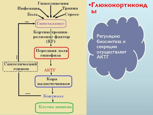 Глюкокортикоиды Регуляцию биосинтеза и секреции осуществляет АКТГ