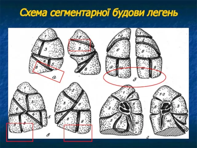 Схема сегментарної будови легень