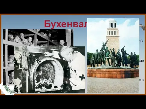 Бухенвальд Бухенвальд (нем. Buchenwald— «буковый лес») — один из крупнейших концентрационных