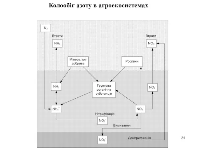 Колообіг азоту в агроекосистемах