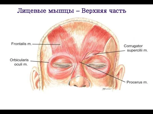 Лицевые мышцы – Верхняя часть