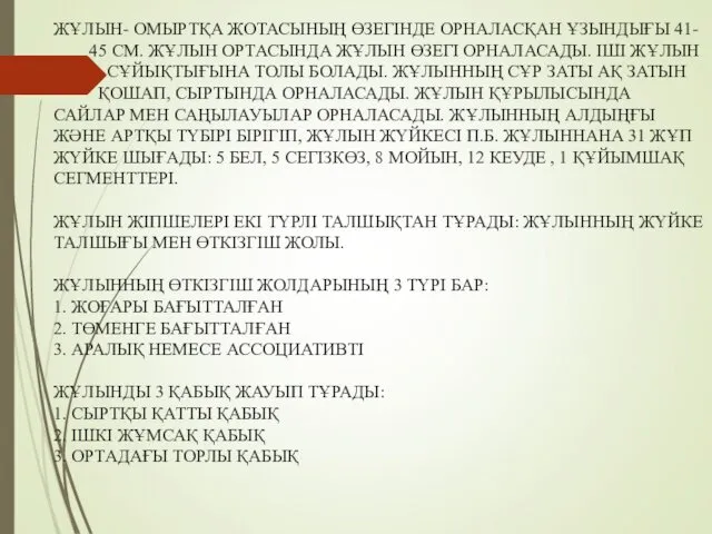 ЖҰЛЫН- ОМЫРТҚА ЖОТАСЫНЫҢ ӨЗЕГІНДЕ ОРНАЛАСҚАН ҰЗЫНДЫҒЫ 41- 45 СМ. ЖҰЛЫН ОРТАСЫНДА