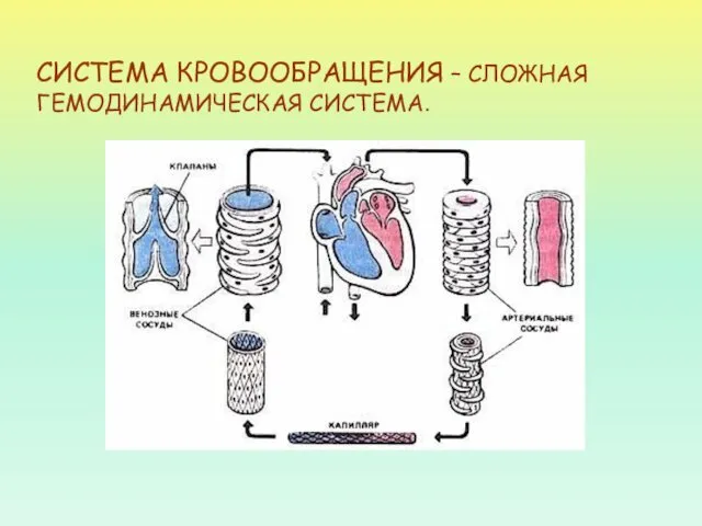 СИСТЕМА КРОВООБРАЩЕНИЯ – СЛОЖНАЯ ГЕМОДИНАМИЧЕСКАЯ СИСТЕМА.