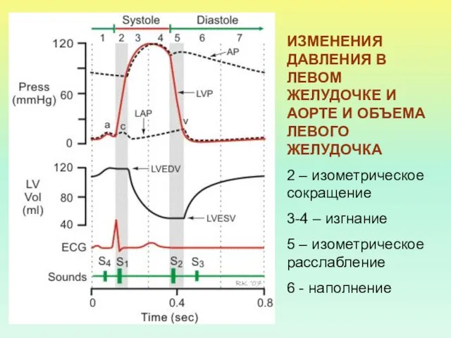 ИЗМЕНЕНИЯ ДАВЛЕНИЯ В ЛЕВОМ ЖЕЛУДОЧКЕ И АОРТЕ И ОБЪЕМА ЛЕВОГО ЖЕЛУДОЧКА