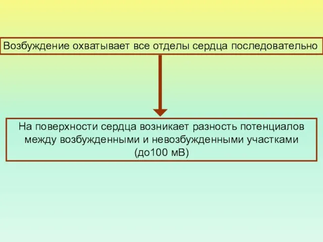 Возбуждение охватывает все отделы сердца последовательно На поверхности сердца возникает разность