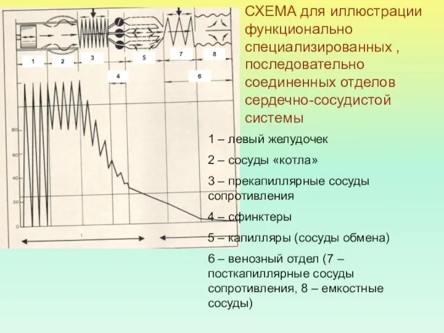 СХЕМА для иллюстрации функционально специализированных , последовательно соединенных отделов сердечно-сосудистой системы