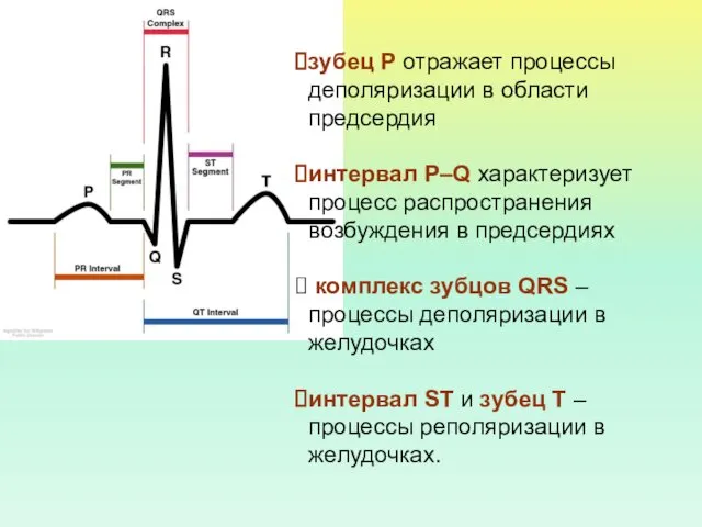 зубец Р отражает процессы деполяризации в области предсердия интервал P–Q характеризует