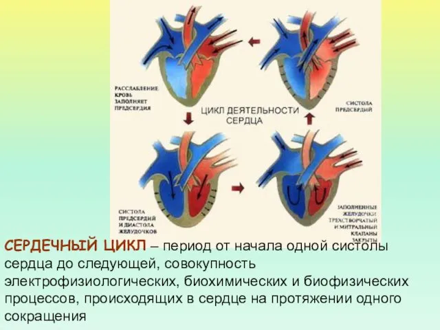 СЕРДЕЧНЫЙ ЦИКЛ – период от начала одной систолы сердца до следующей,